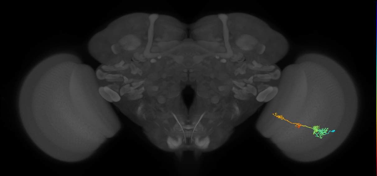 TmY13_R (MaleCNS:51841)