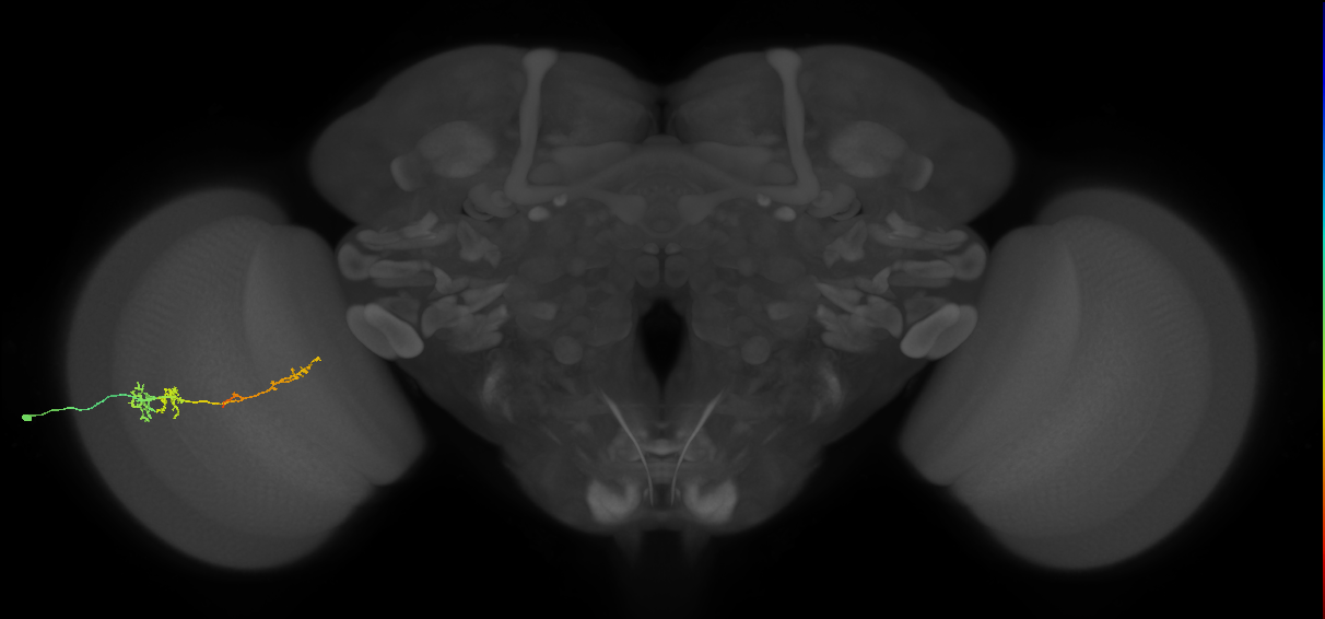 TmY13_L (MaleCNS:60612)