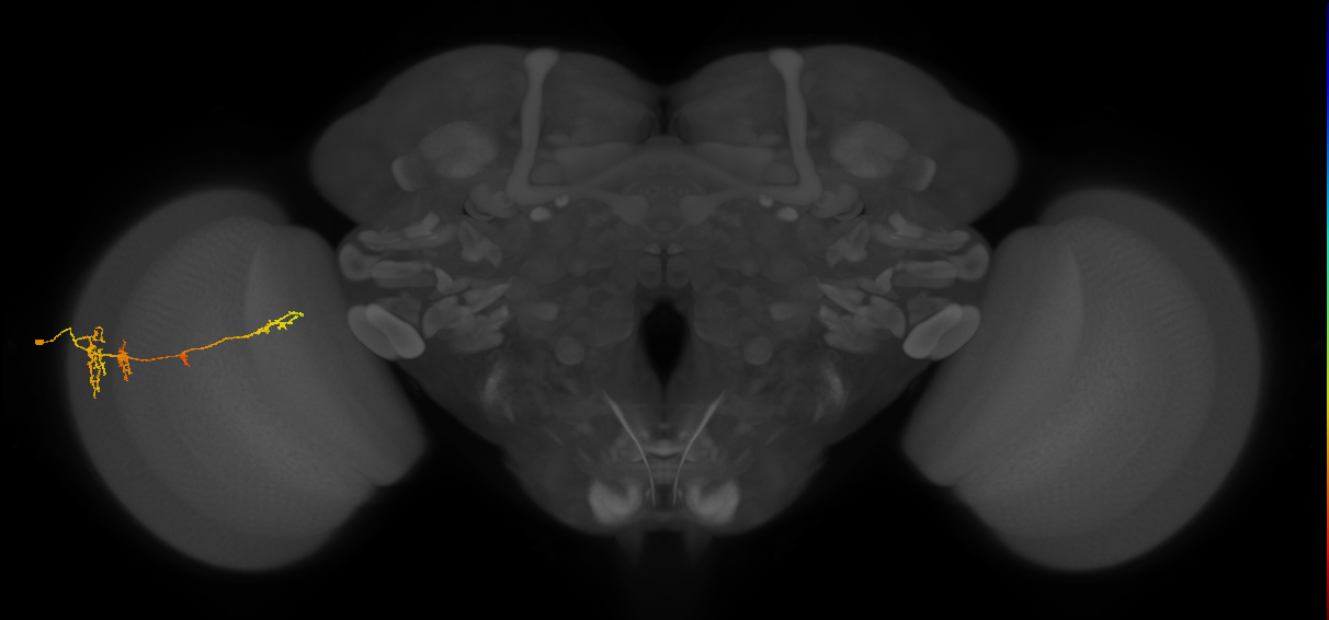 TmY13_L (MaleCNS:42158)