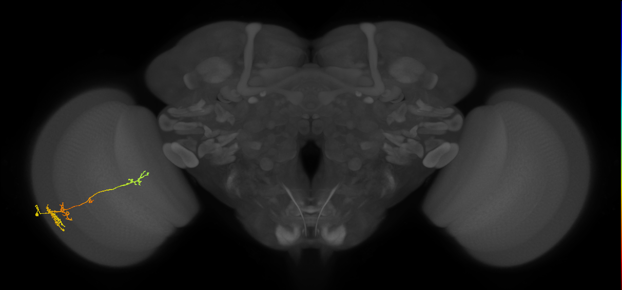 TmY13_L (MaleCNS:28347)