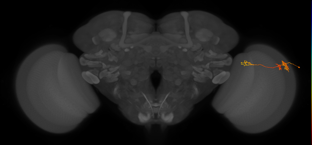 TmY13_R (MaleCNS:64972)