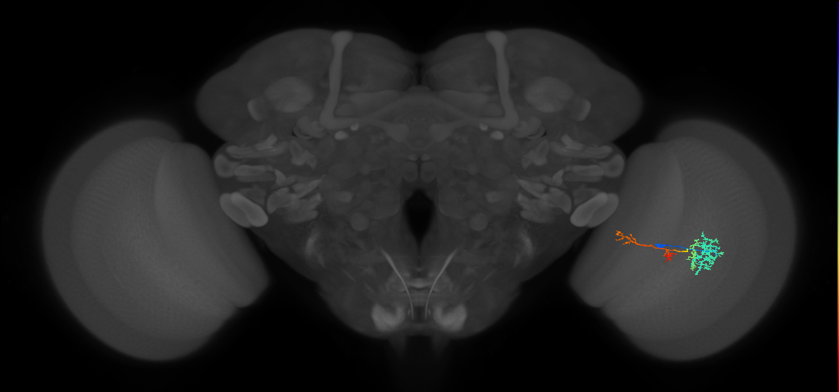 TmY13_R (MaleCNS:51461)