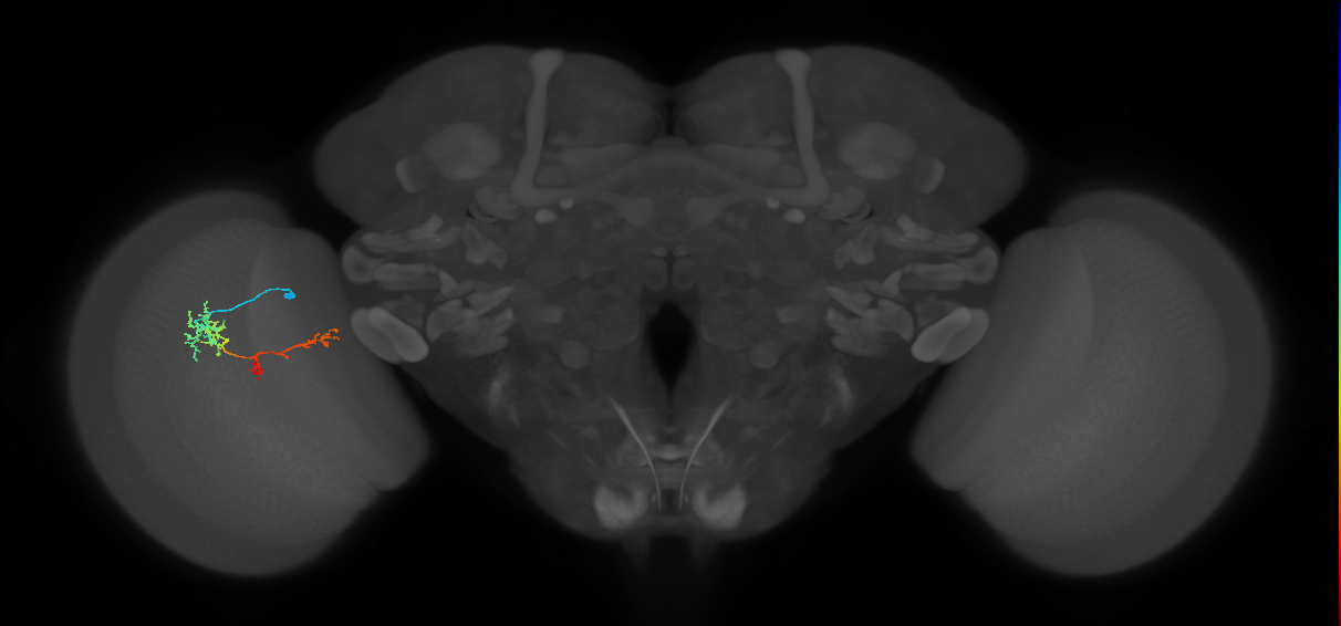 TmY13_L (MaleCNS:84029)