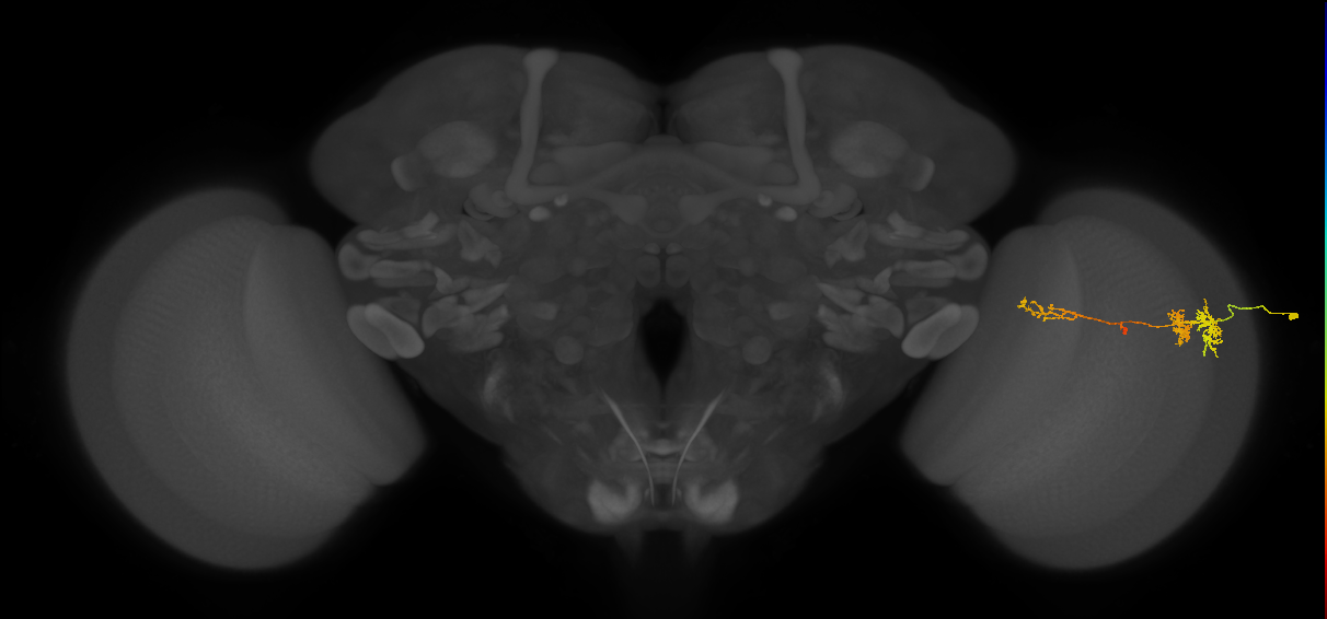 TmY13_R (MaleCNS:76836)