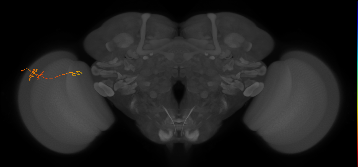 TmY13_L (MaleCNS:90195)