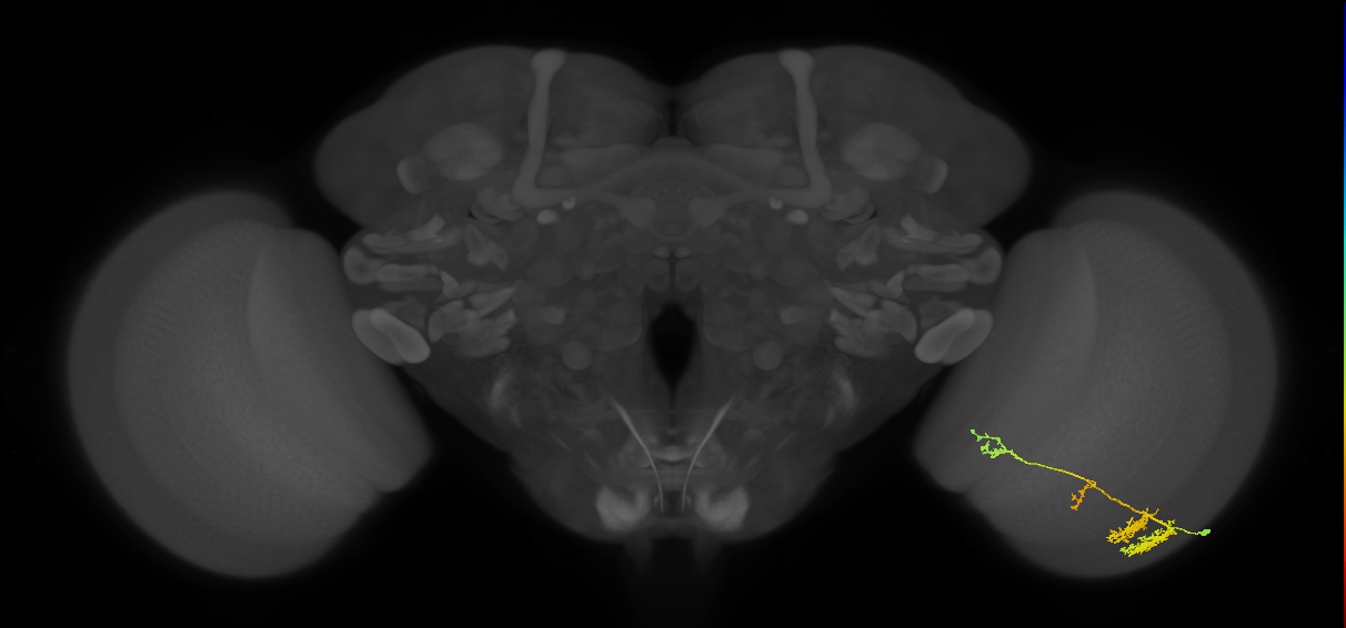 TmY13_R (MaleCNS:39637)