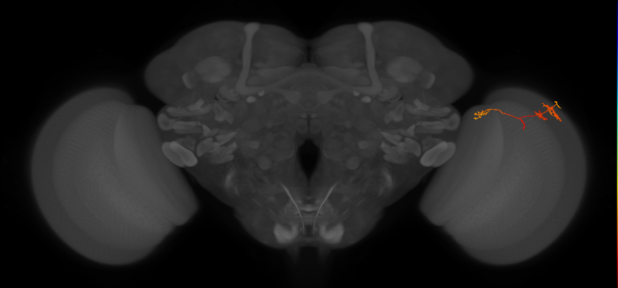 TmY13_R (MaleCNS:83207)