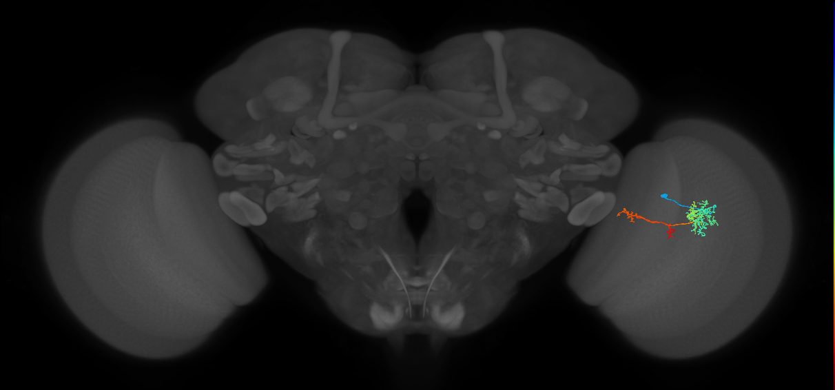 TmY13_R (MaleCNS:60737)