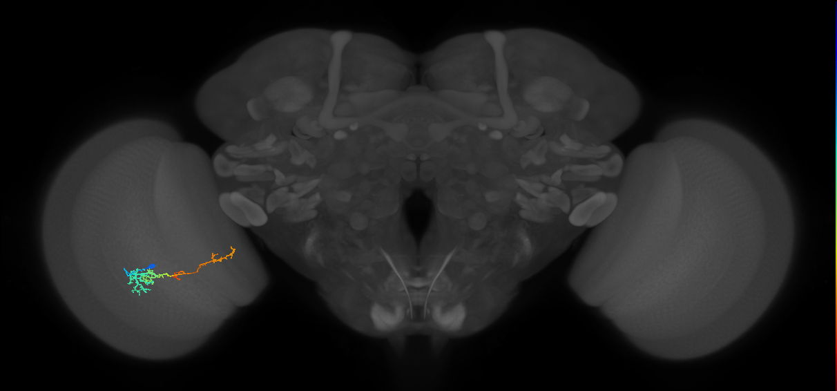TmY13_L (MaleCNS:536376)