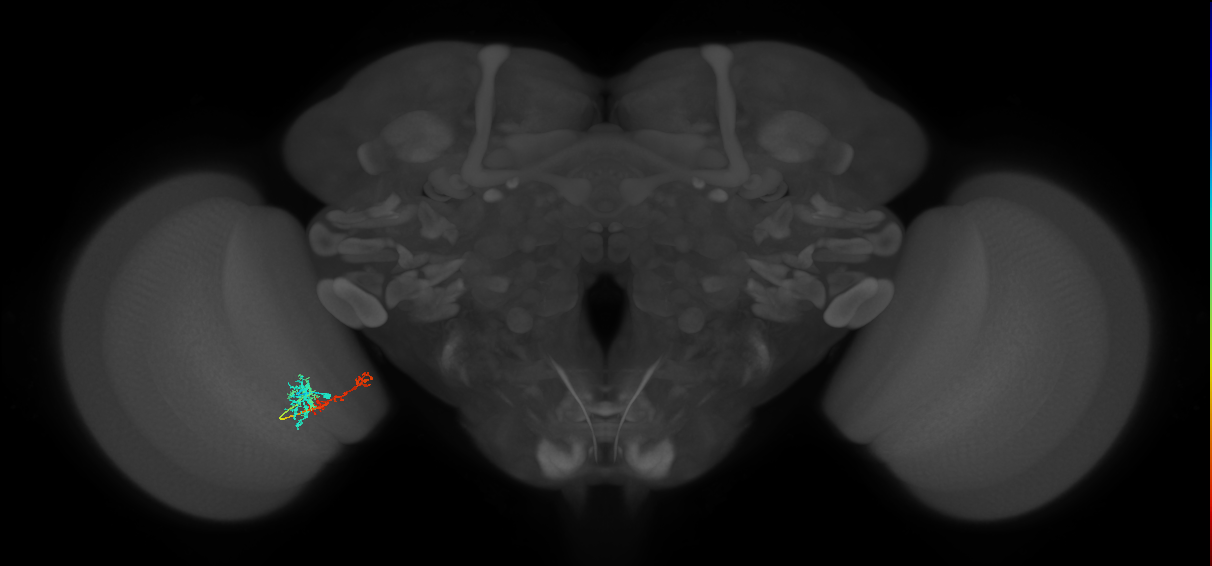 TmY13_L (MaleCNS:63937)