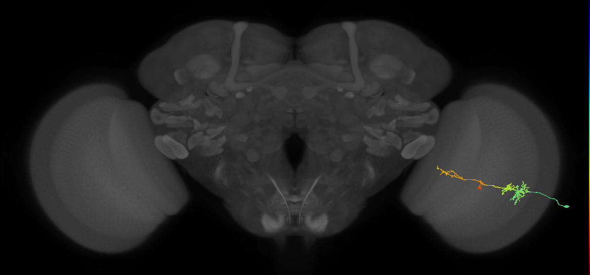 TmY13_R (MaleCNS:54686)