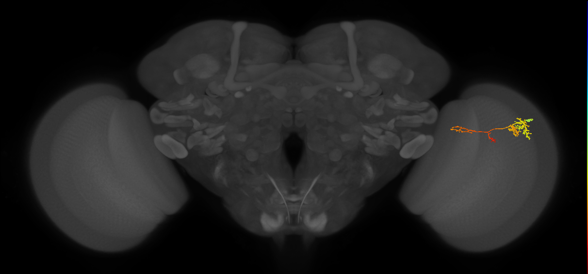 TmY13_R (MaleCNS:67082)