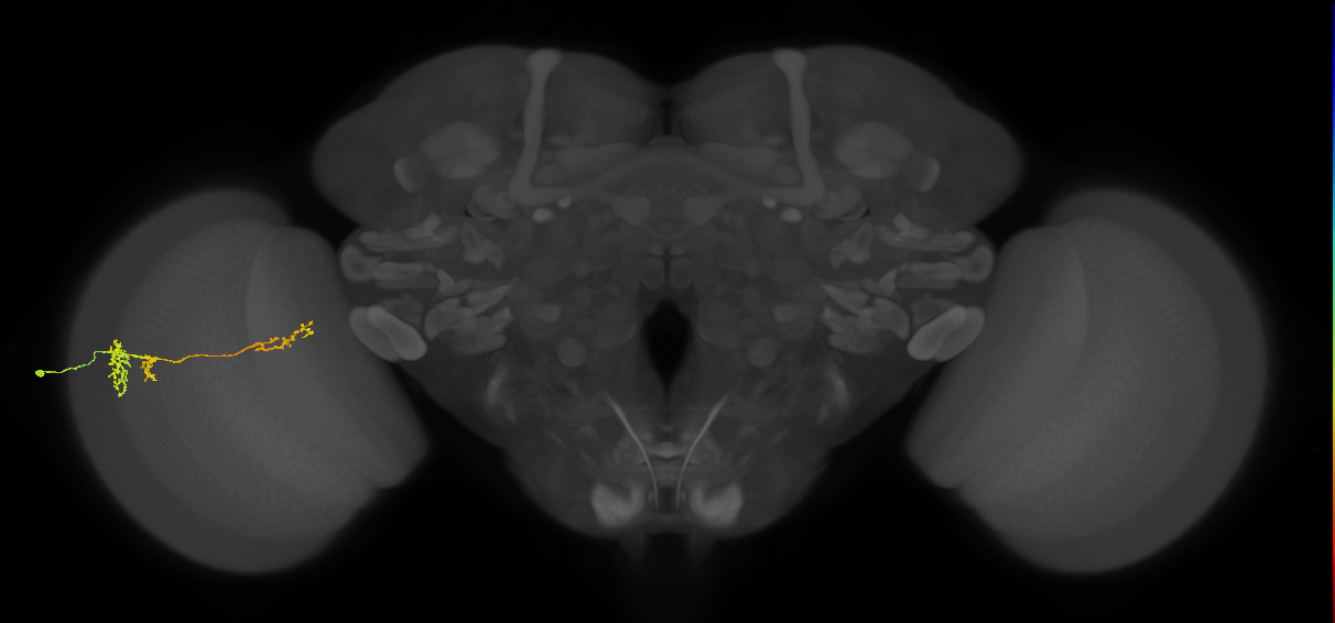 TmY13_L (MaleCNS:533858)