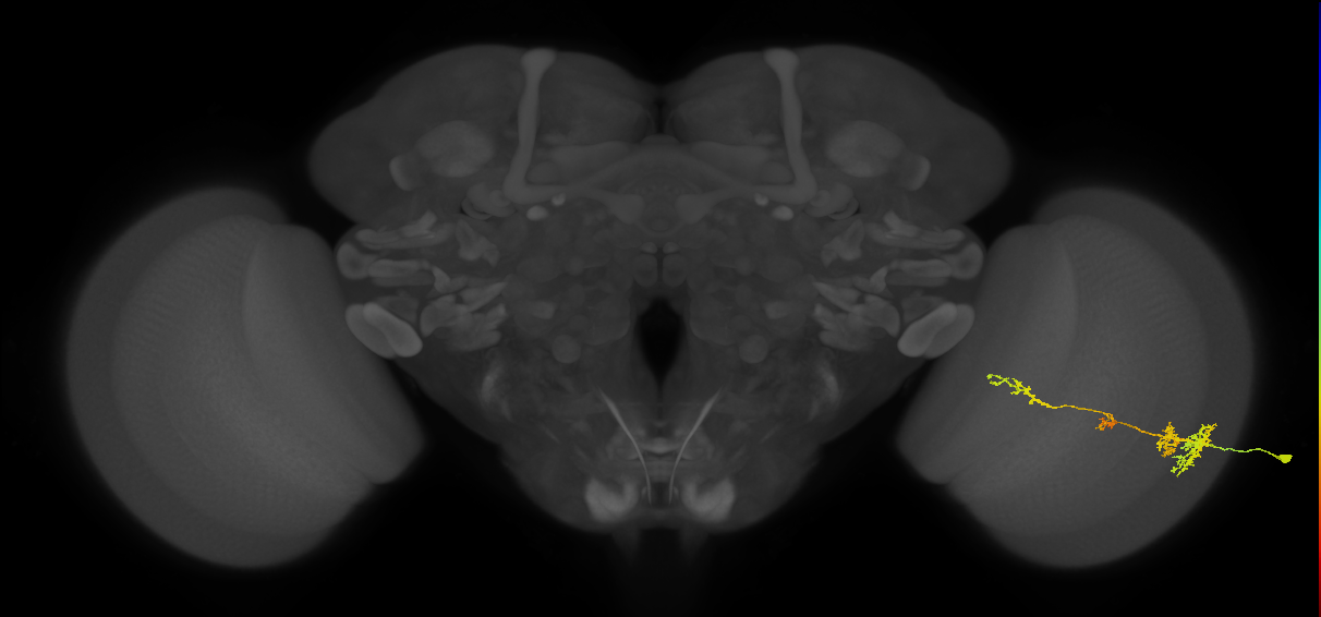 TmY13_R (MaleCNS:36480)