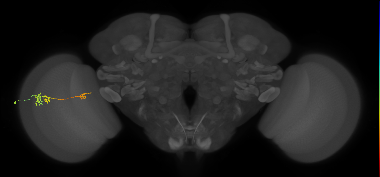 TmY13_L (MaleCNS:63055)