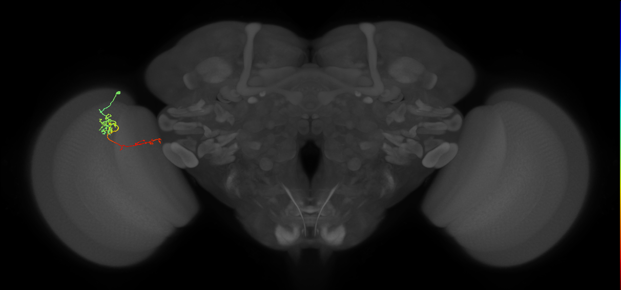 TmY13_L (MaleCNS:124640)