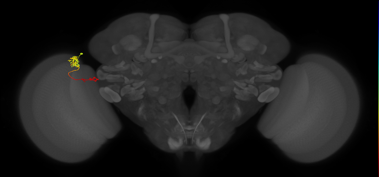 TmY13_L (MaleCNS:85591)