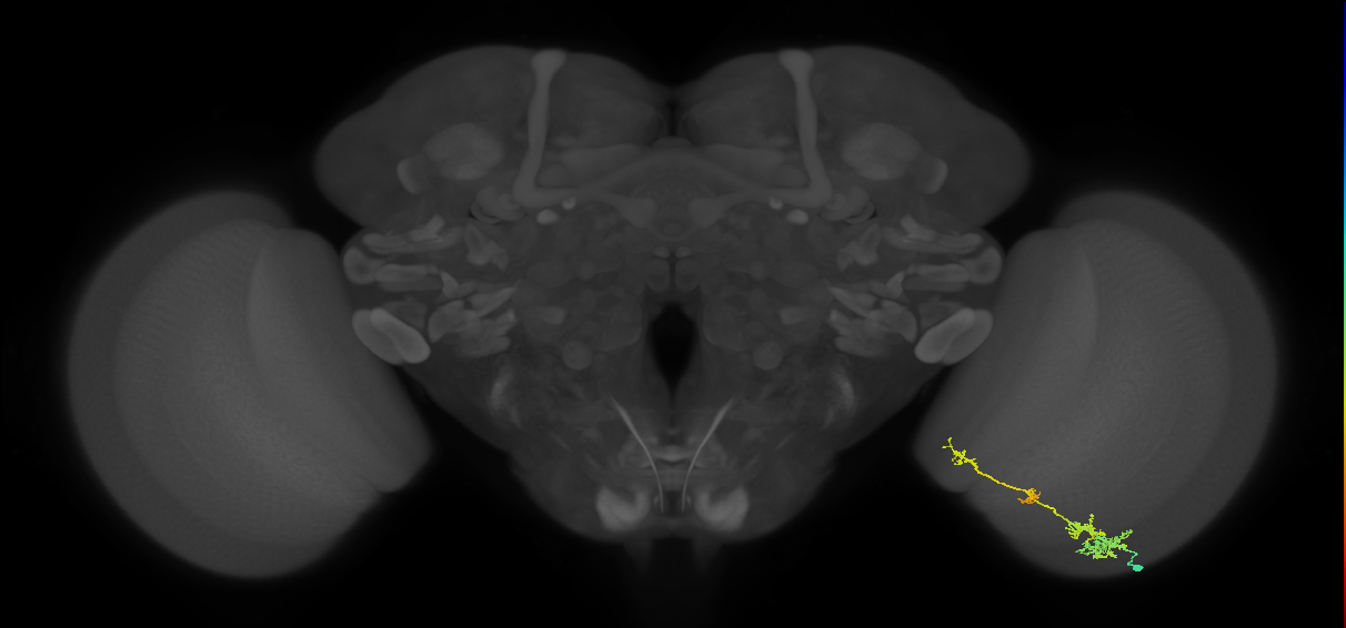 TmY13_R (MaleCNS:48885)