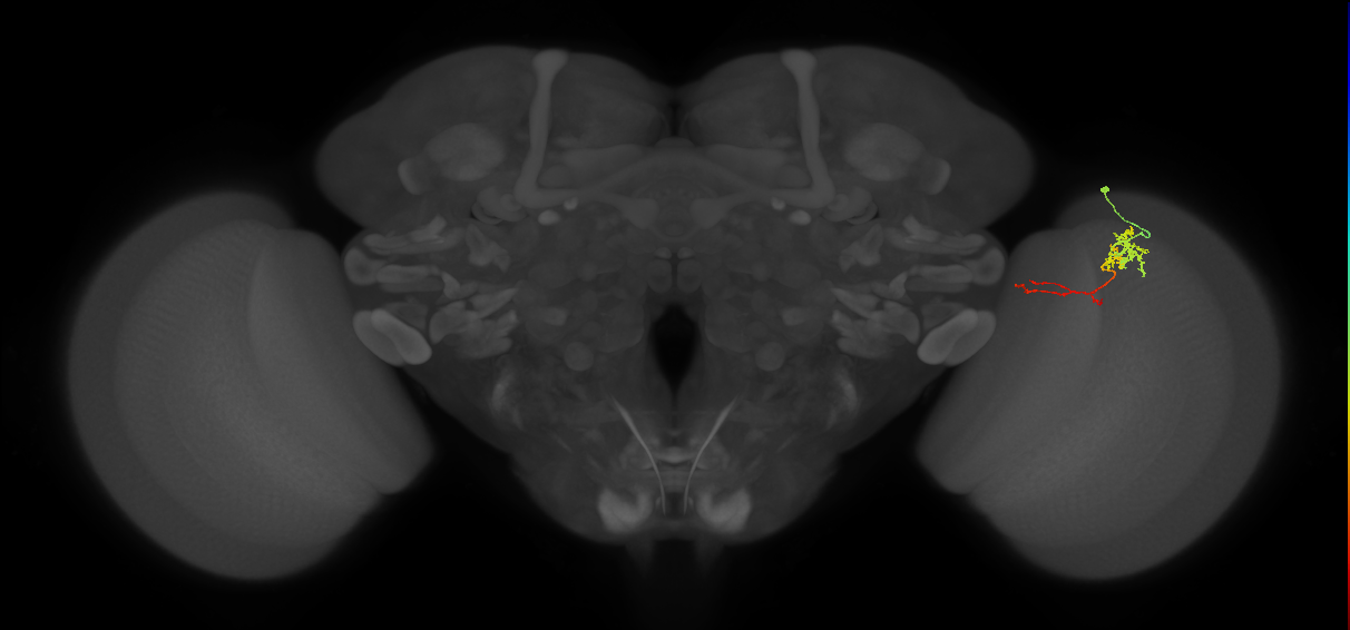 TmY13_R (MaleCNS:93458)