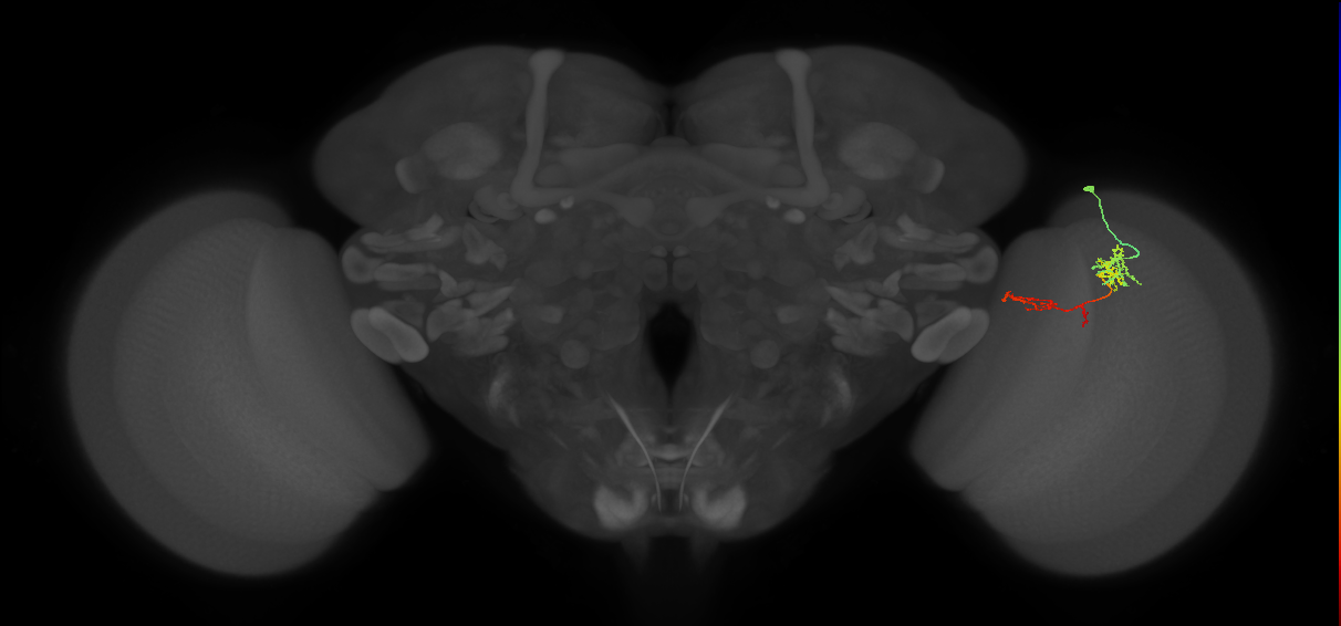 TmY13_R (MaleCNS:72138)