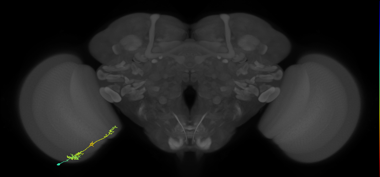 TmY13_L (MaleCNS:66355)