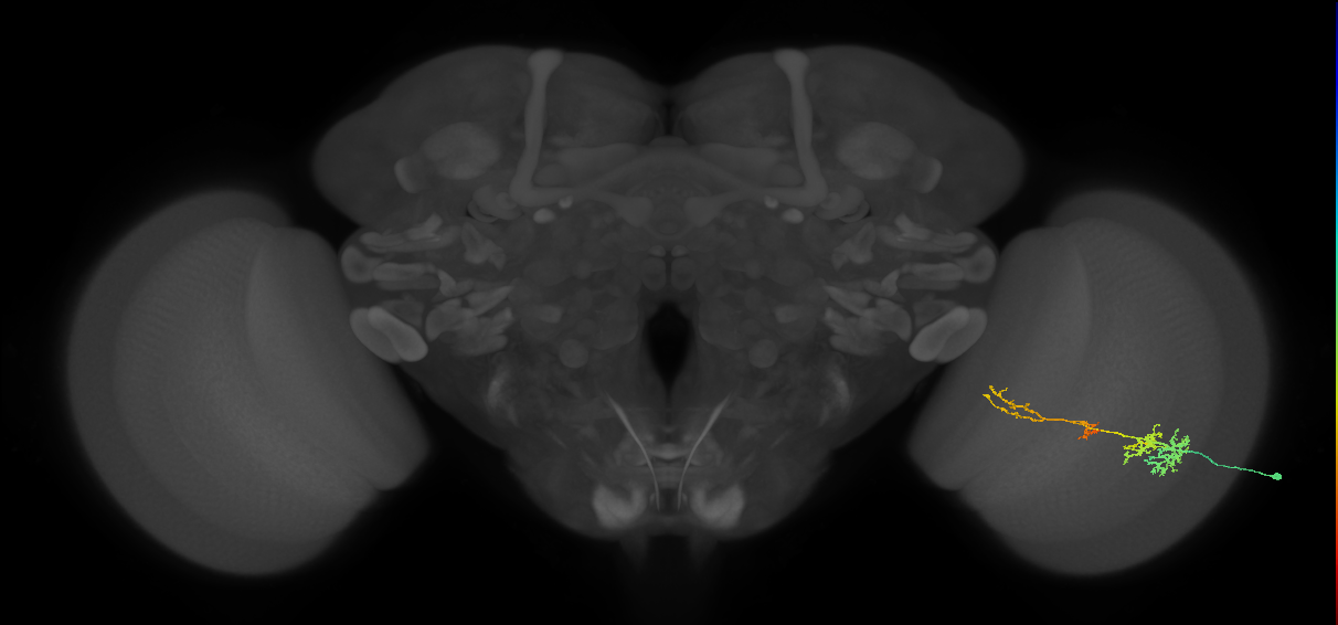 TmY13_R (MaleCNS:43710)