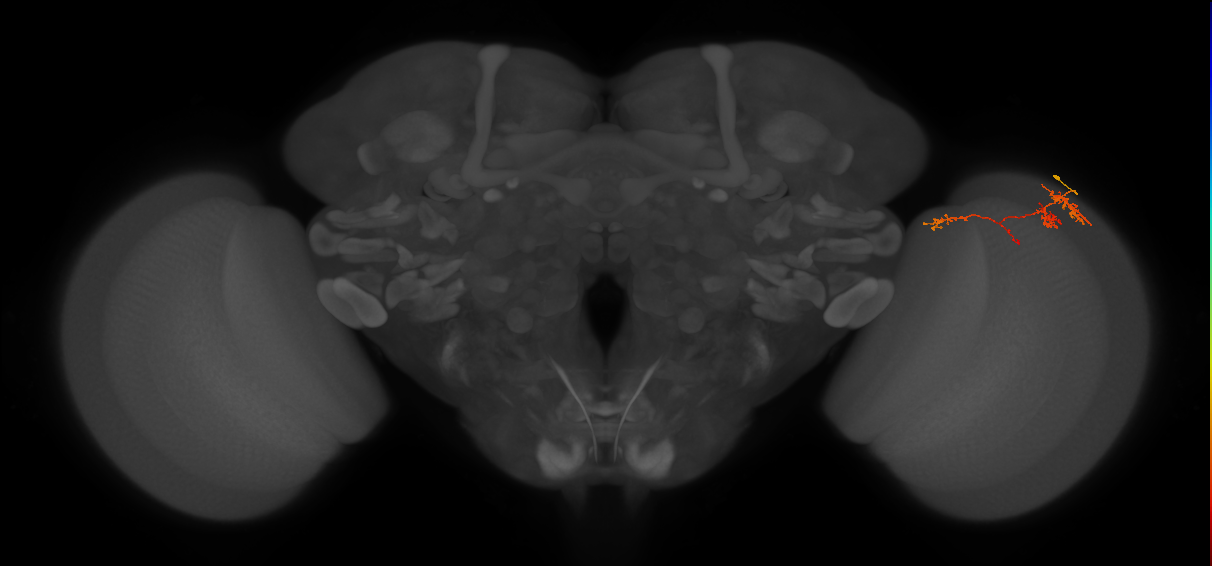 TmY13_R (MaleCNS:76903)