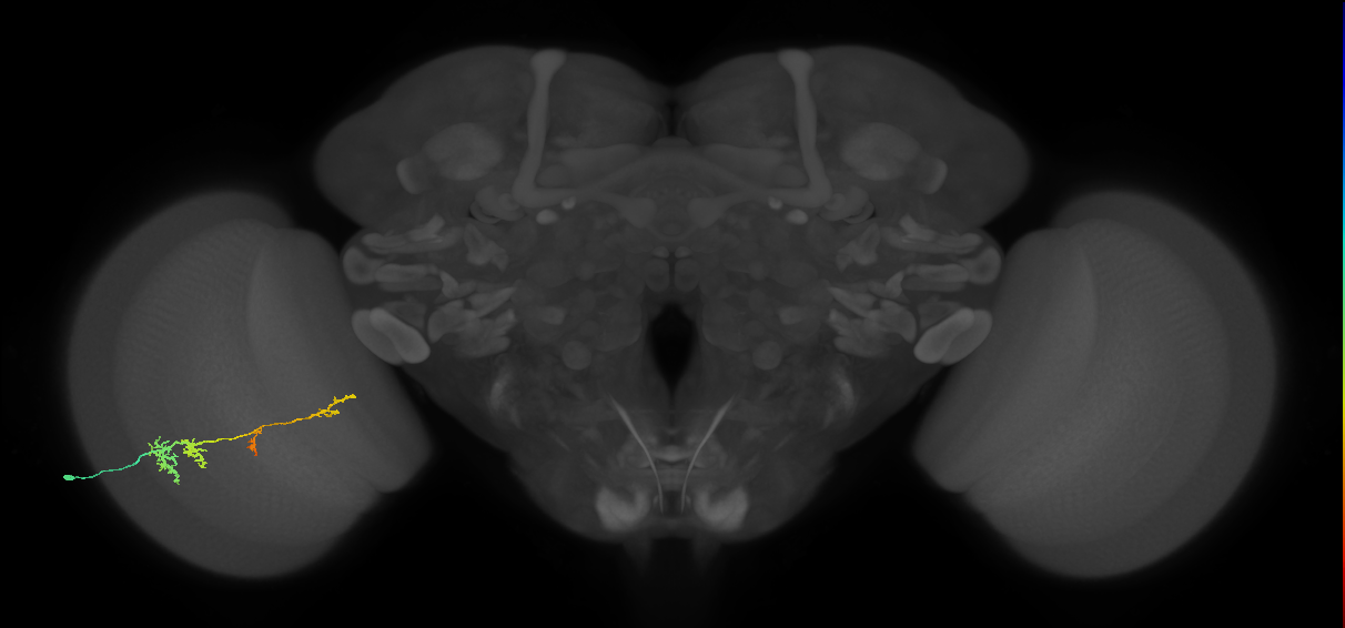 TmY13_L (MaleCNS:55781)
