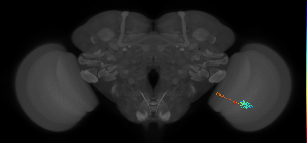 TmY13_R (MaleCNS:64775)