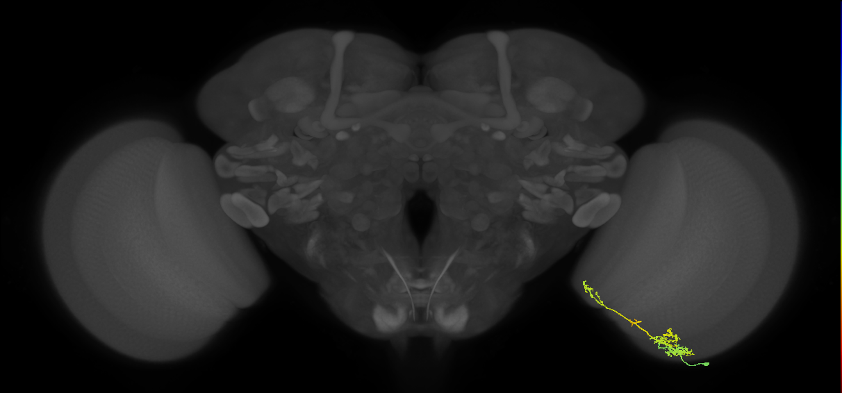 TmY13_R (MaleCNS:75388)