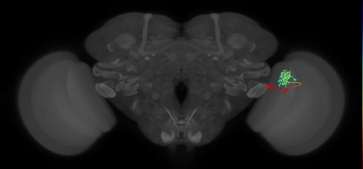 TmY13_R (MaleCNS:55886)