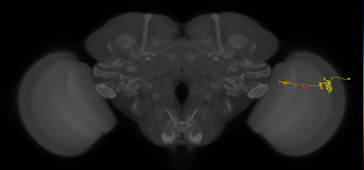 TmY13_R (MaleCNS:70309)