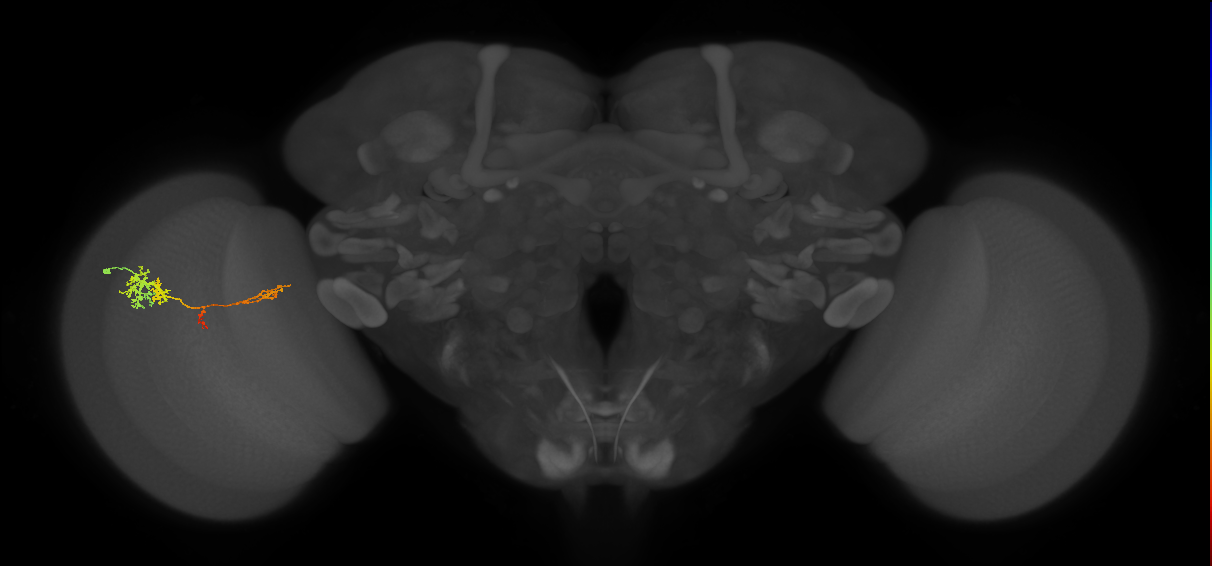 TmY13_L (MaleCNS:65462)