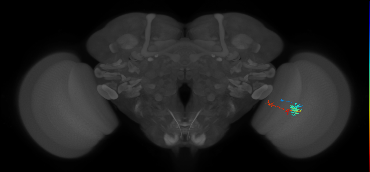 TmY13_R (MaleCNS:60881)