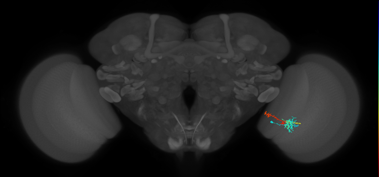 TmY13_R (MaleCNS:58006)