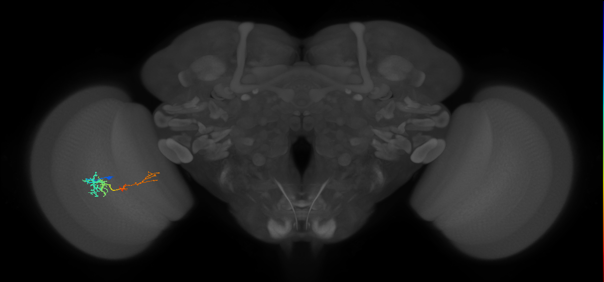 TmY13_L (MaleCNS:60035)
