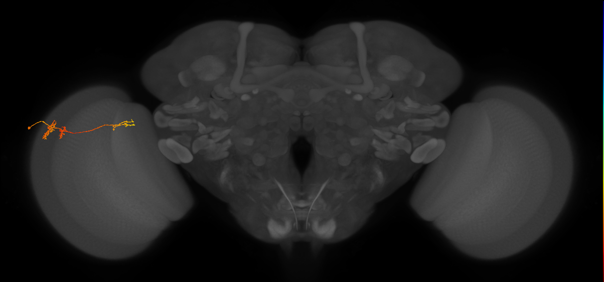 TmY13_L (MaleCNS:78977)
