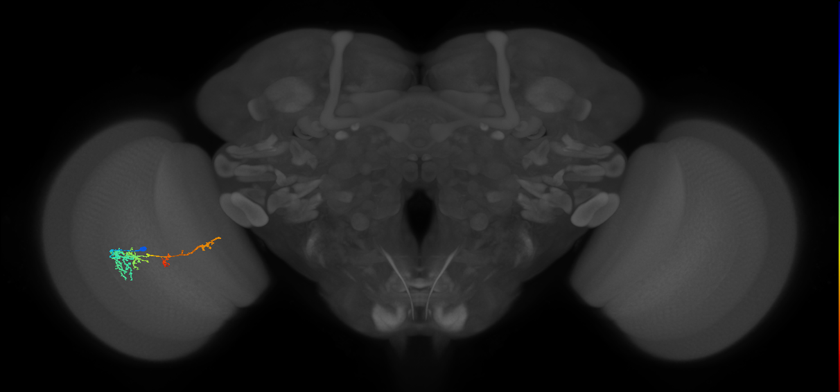 TmY13_L (MaleCNS:539212)