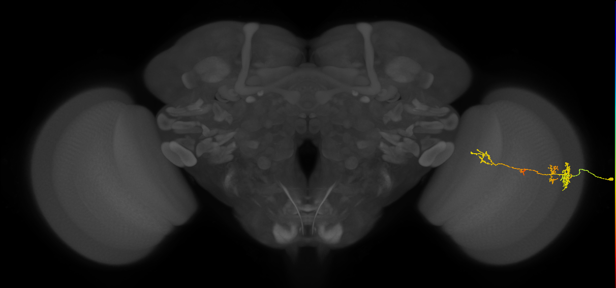 TmY13_R (MaleCNS:44549)