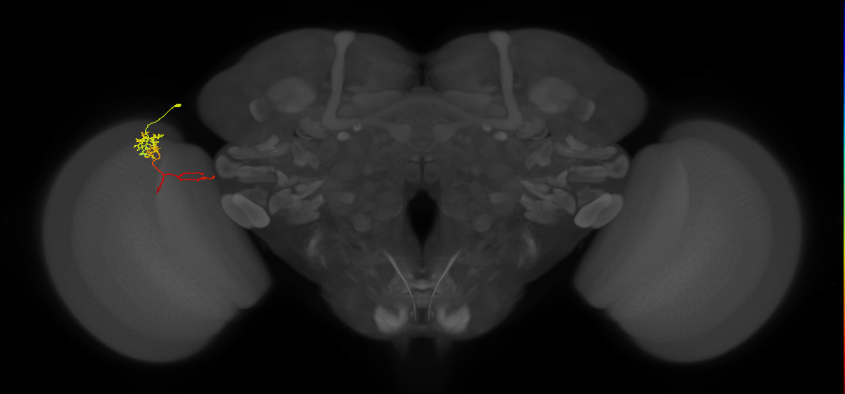 TmY13_L (MaleCNS:531368)