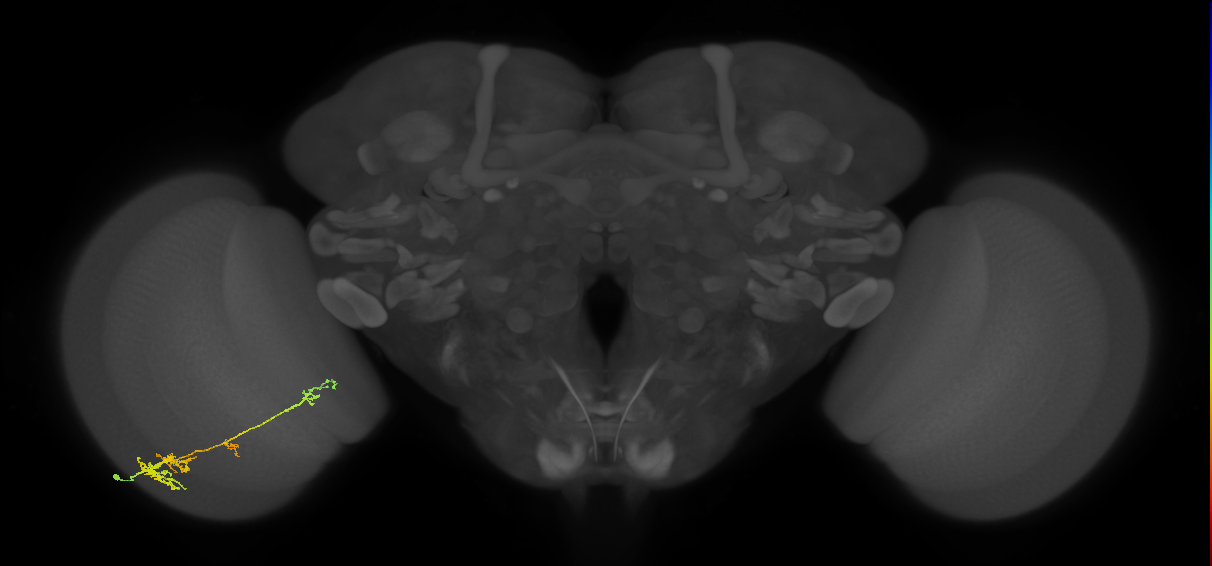 TmY13_L (MaleCNS:29935)