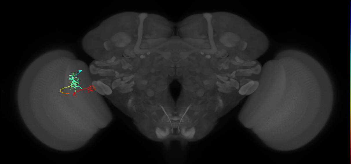 TmY13_L (MaleCNS:67104)