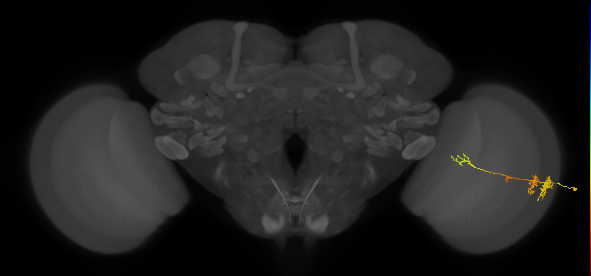 TmY13_R (MaleCNS:59214)