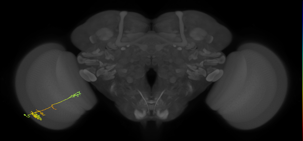 TmY13_L (MaleCNS:43919)