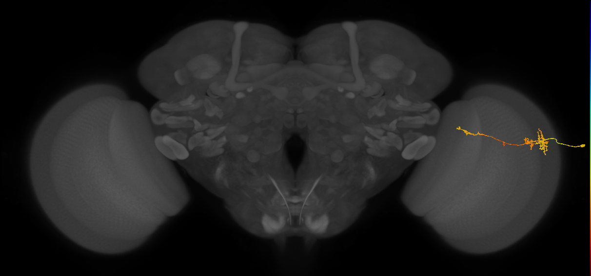 TmY13_R (MaleCNS:65287)