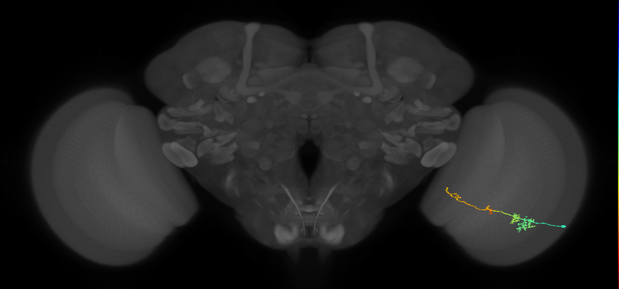 TmY13_R (MaleCNS:63778)