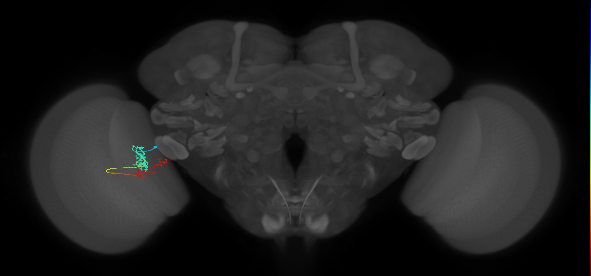 TmY13_L (MaleCNS:513614)