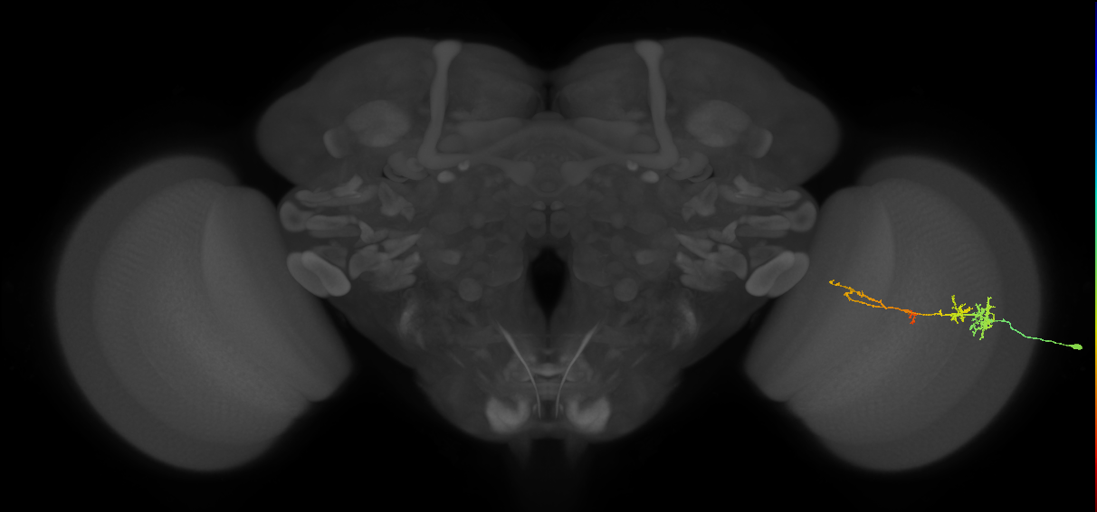 TmY13_R (MaleCNS:47299)