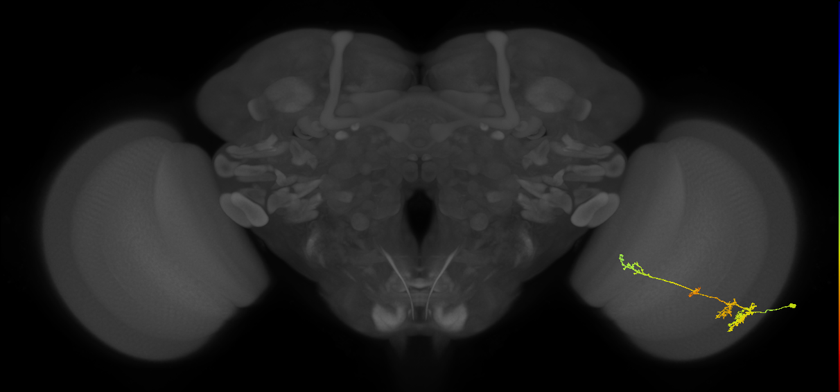 TmY13_R (MaleCNS:32706)