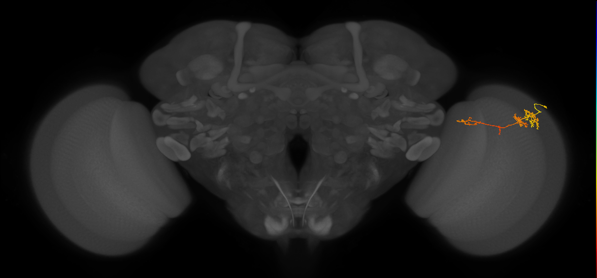 TmY13_R (MaleCNS:63719)